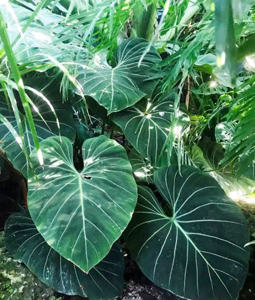 Philodendron gloriosum white veins
