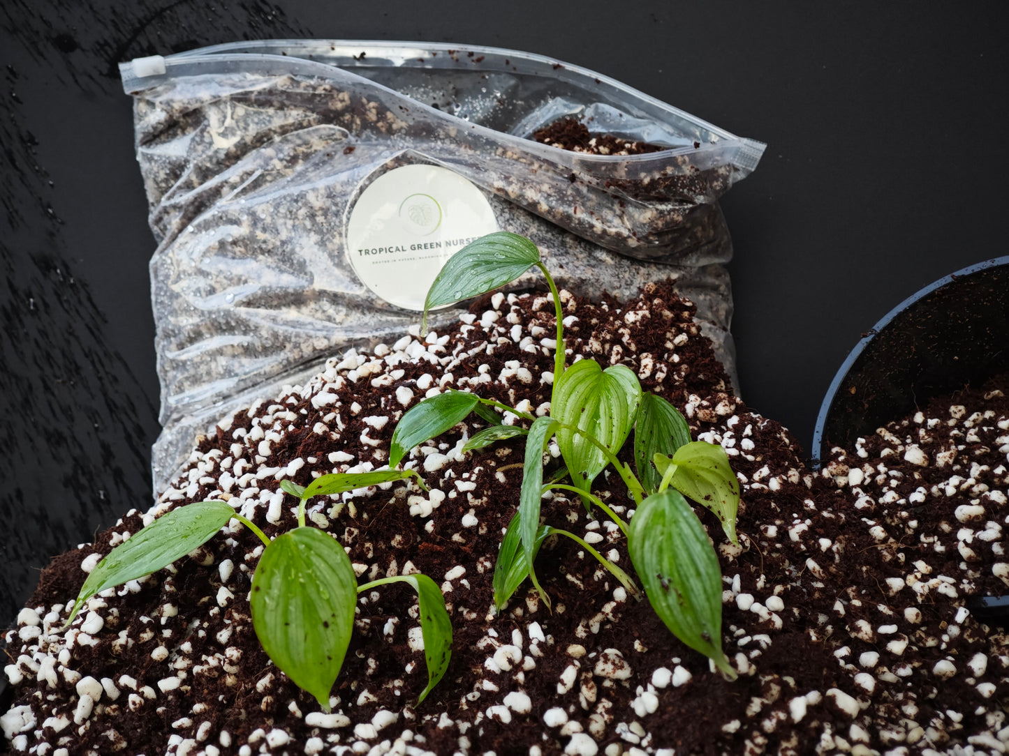 Tropical Green Aroid Mix - Pick up only