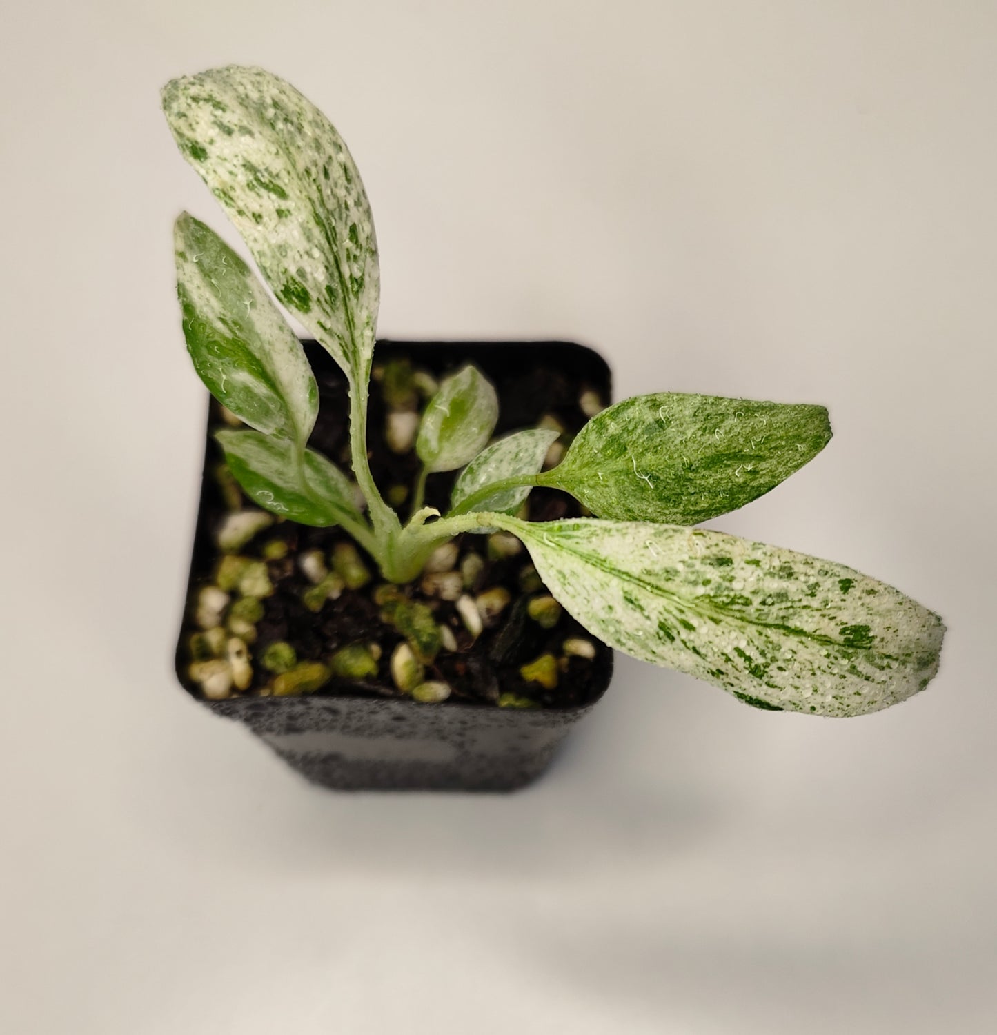 Epipremnum giganteum 'Marble'