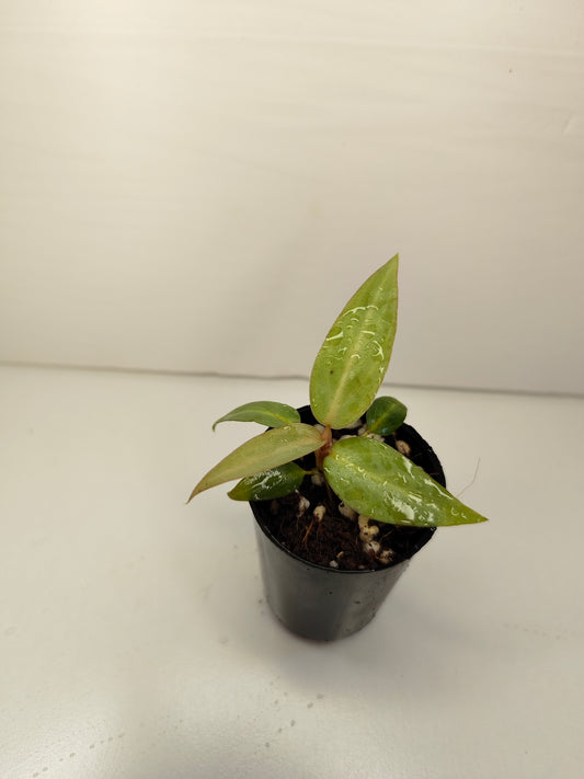 Philodendron maximum