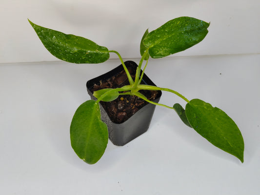 Philodendron giganteum