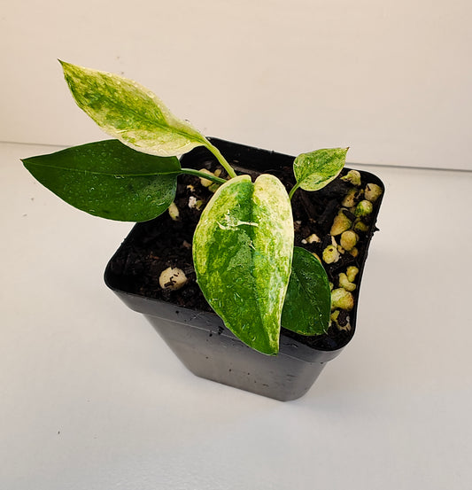 Epipremnum hanoman sp. Bali