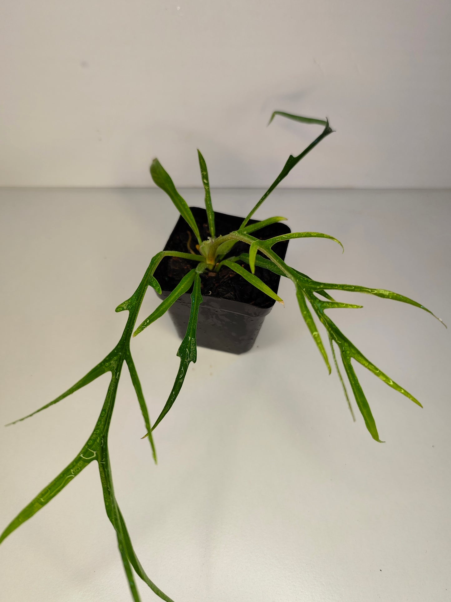Philodendron tortum