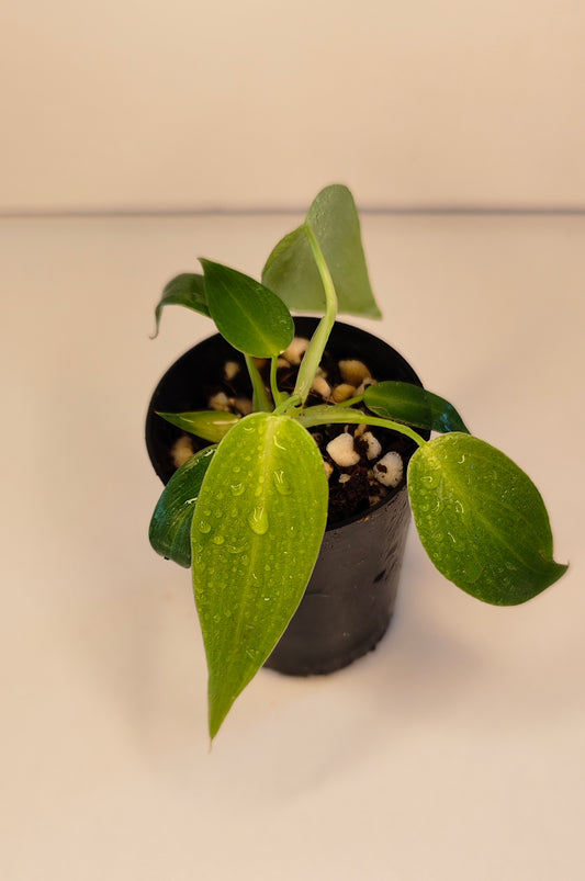 Philodendron spiritu sancti