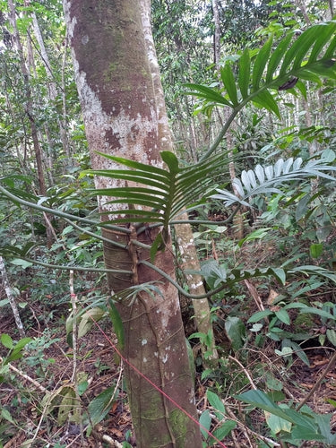 Philodendron tortum
