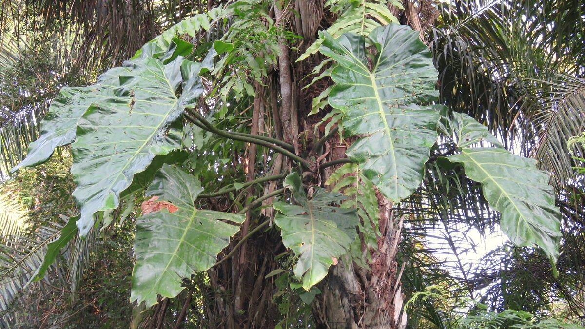 Philodendron maximum