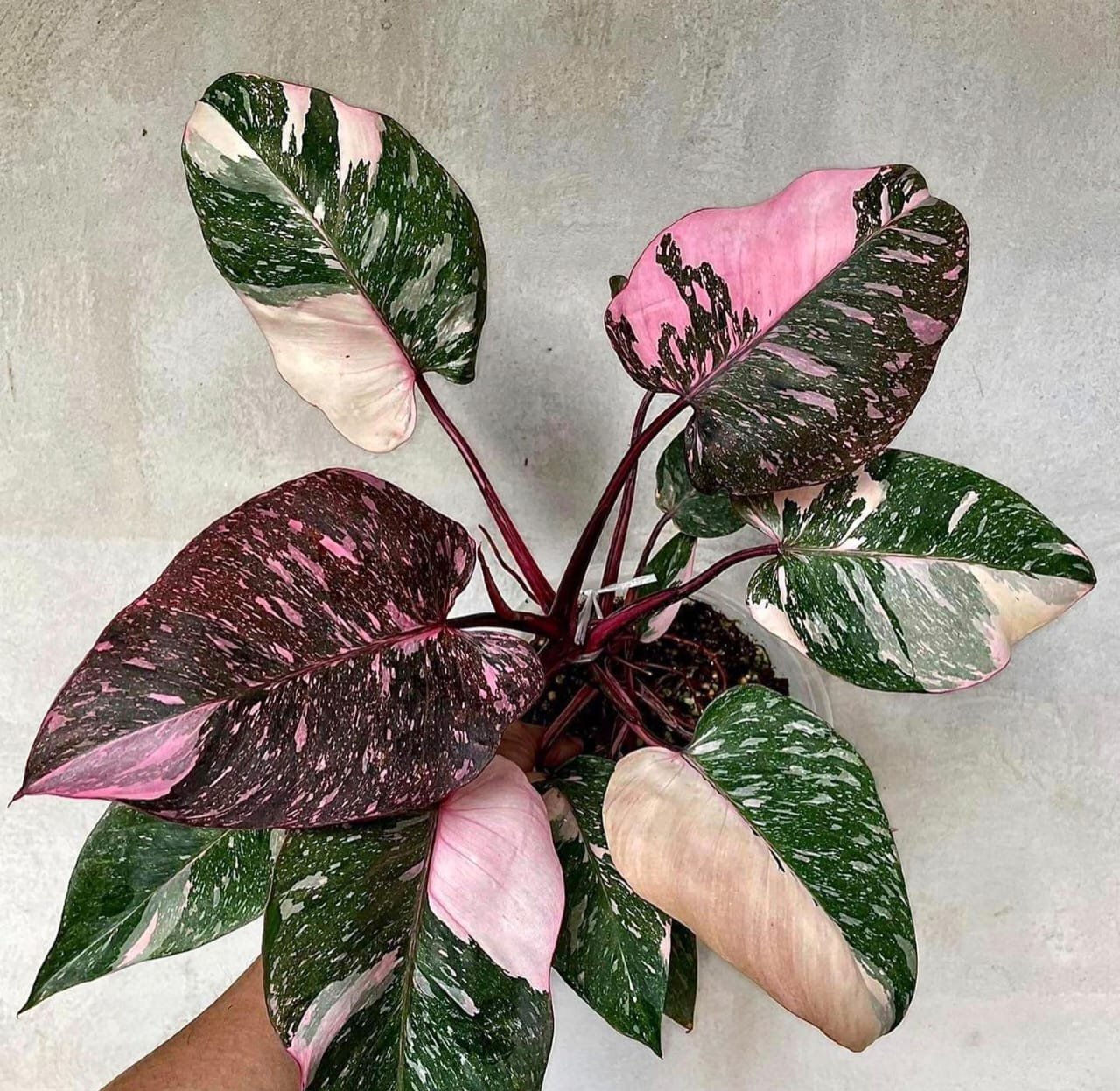Philodendron Pink Princess ‘Galaxy