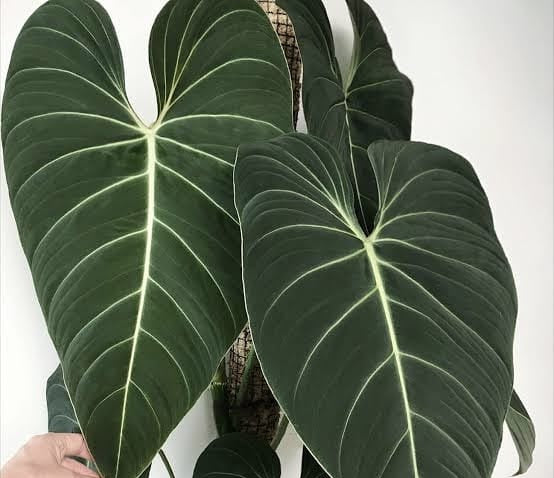 Philodendron Glorious