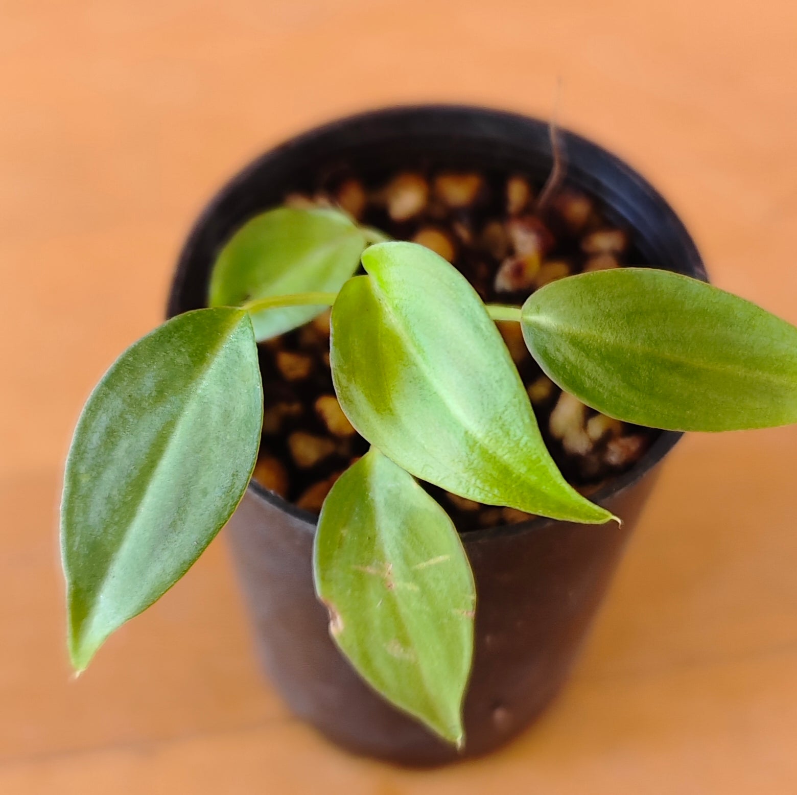 Philodendron verrucosum