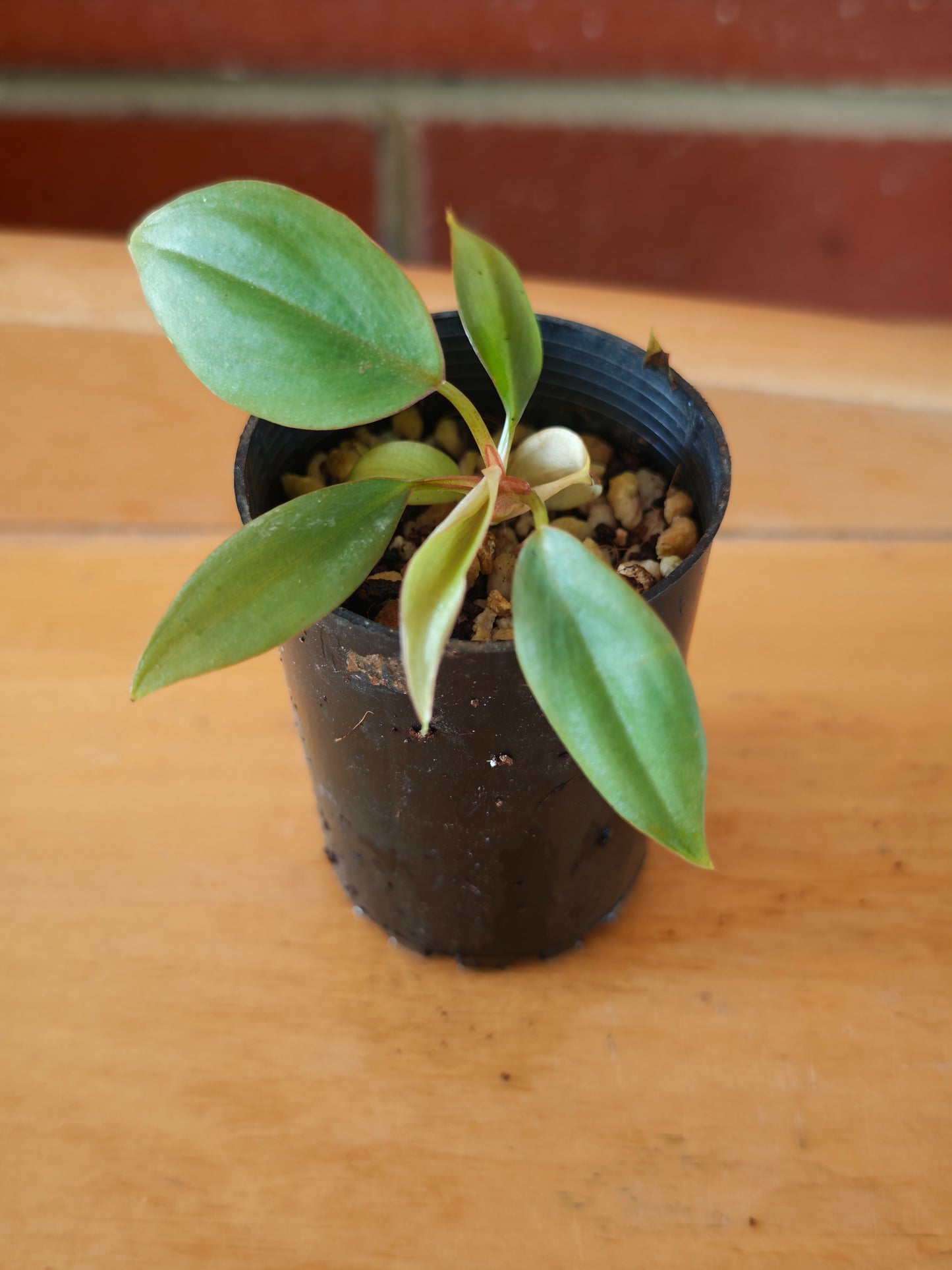 Philodendron sp. Colombia