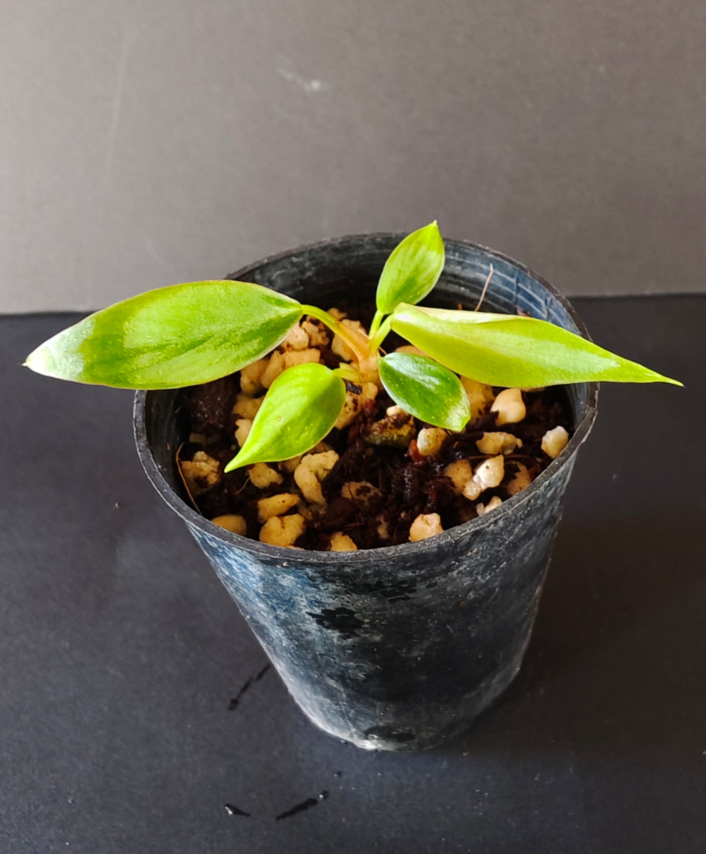 Philodendron Nangaritense