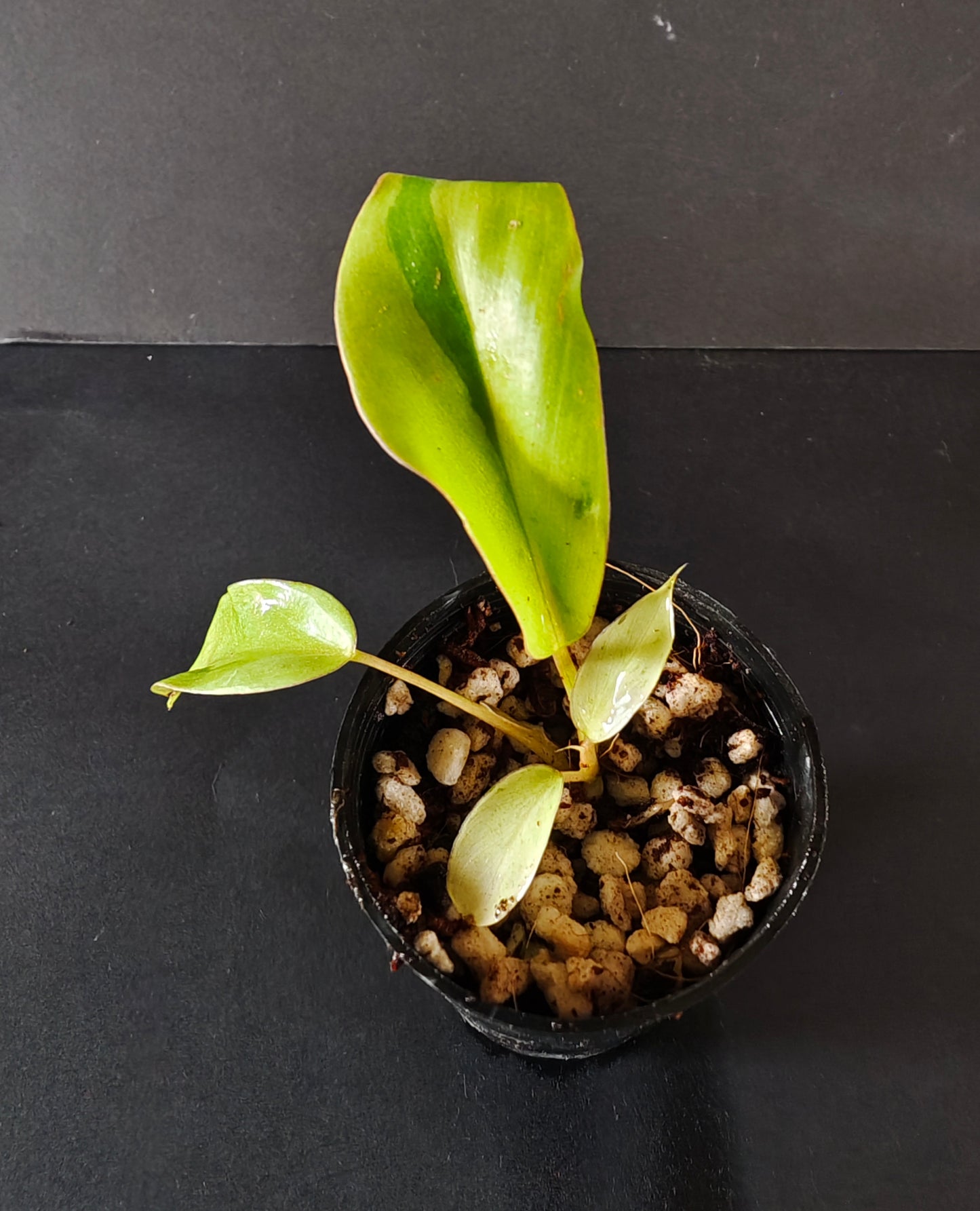 Philodendron Snow Drift