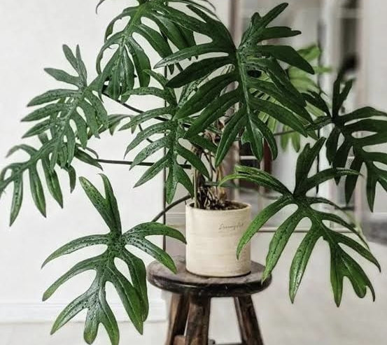 Philodendron Mayoi ‘Tahiti