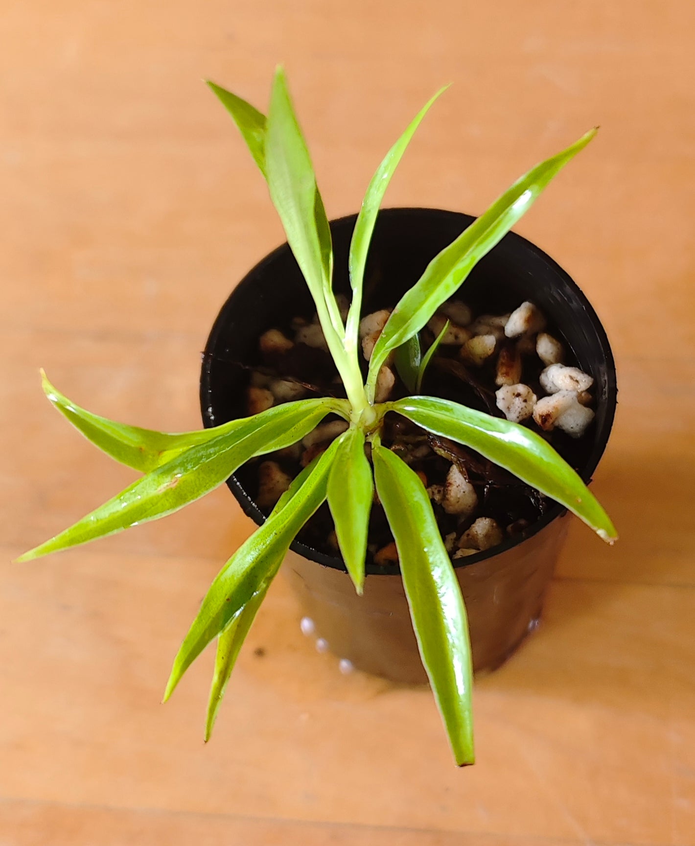 Philodendron tortum