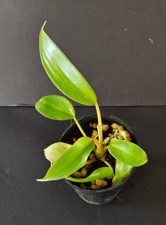 Philodendron Mayoi ‘Tahiti