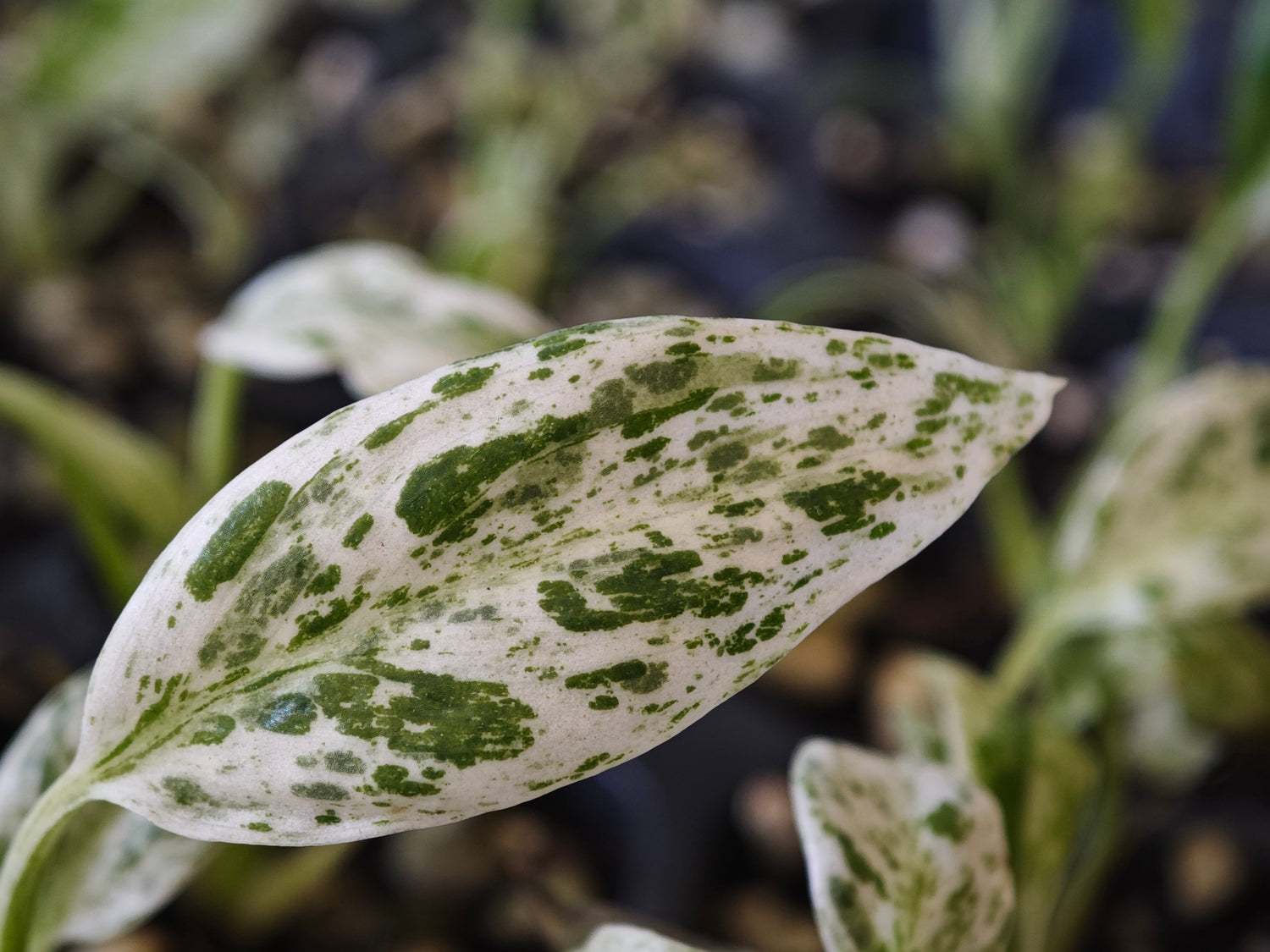 $25 Collection – Collector Favorites