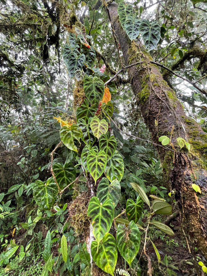 $15 Collection – Rare but Accessible