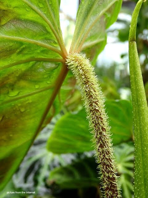 Philodendron verrucosum