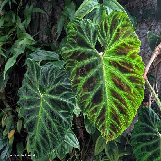 philodendron verrucosum australia Philodendron verrucosum