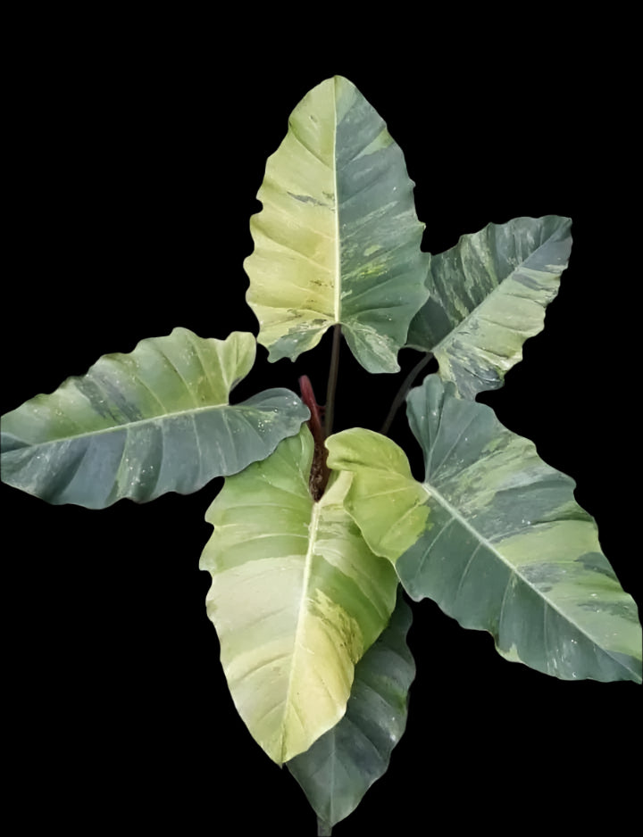 Philodendron Jungle Fever
