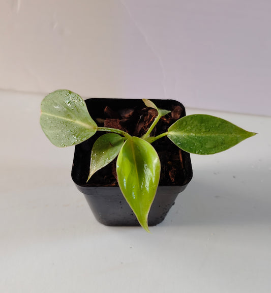Philodendron gloriosum white veins