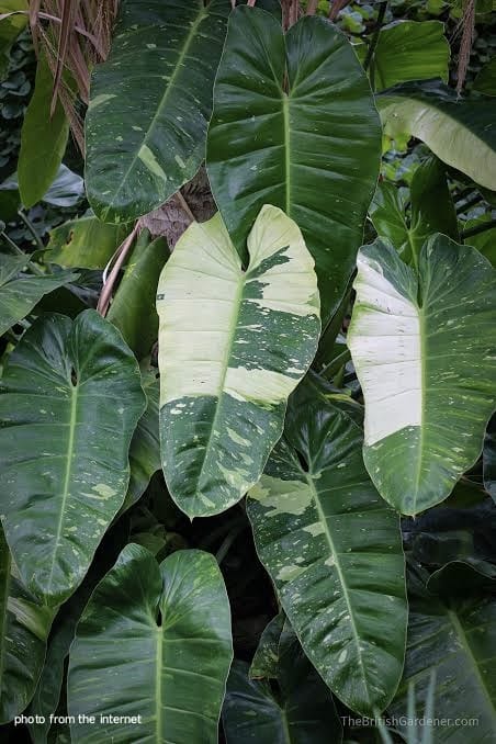 Philodendron Jose Bueno