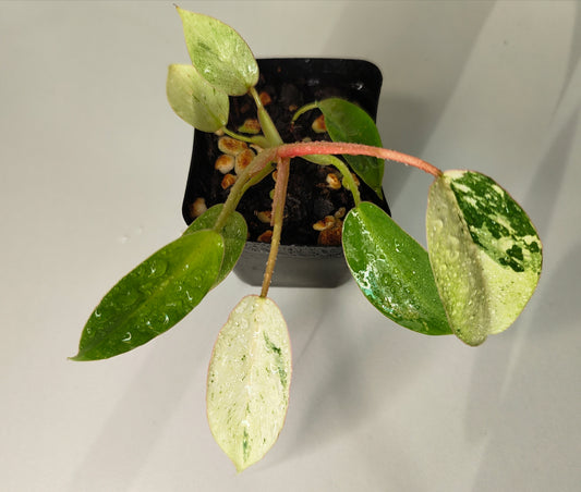 Philodendron Jungle Fever