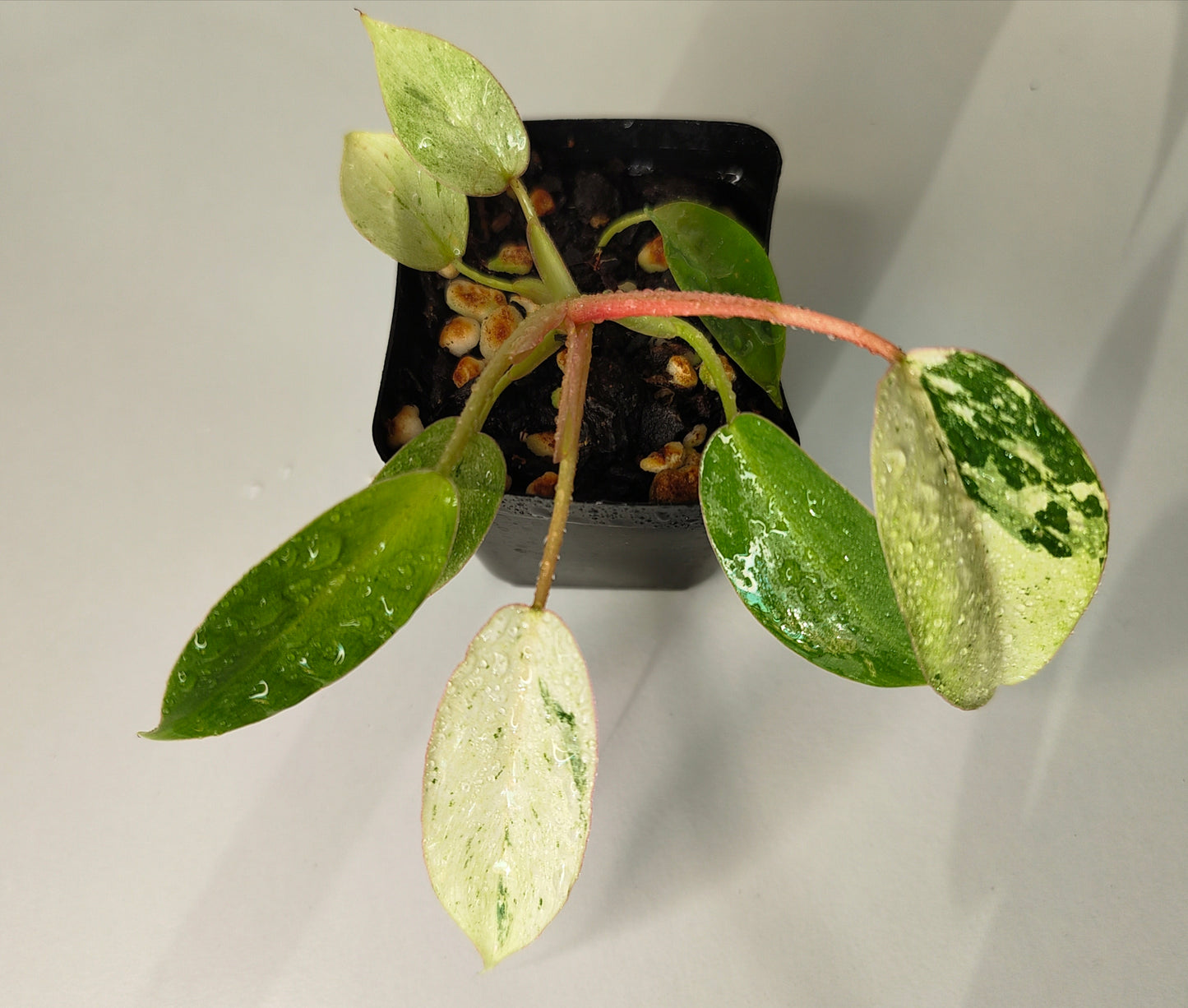 Philodendron Jungle Fever