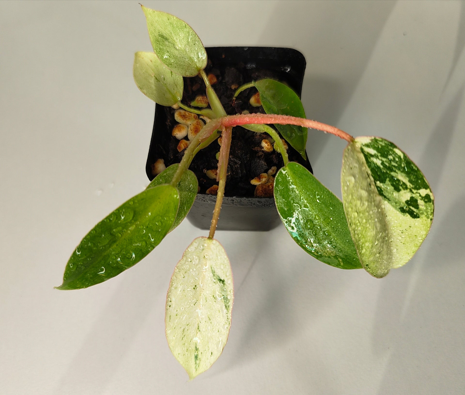 philodendron fever dreams Philodendron Jungle Fever – Tropical Green Nursery