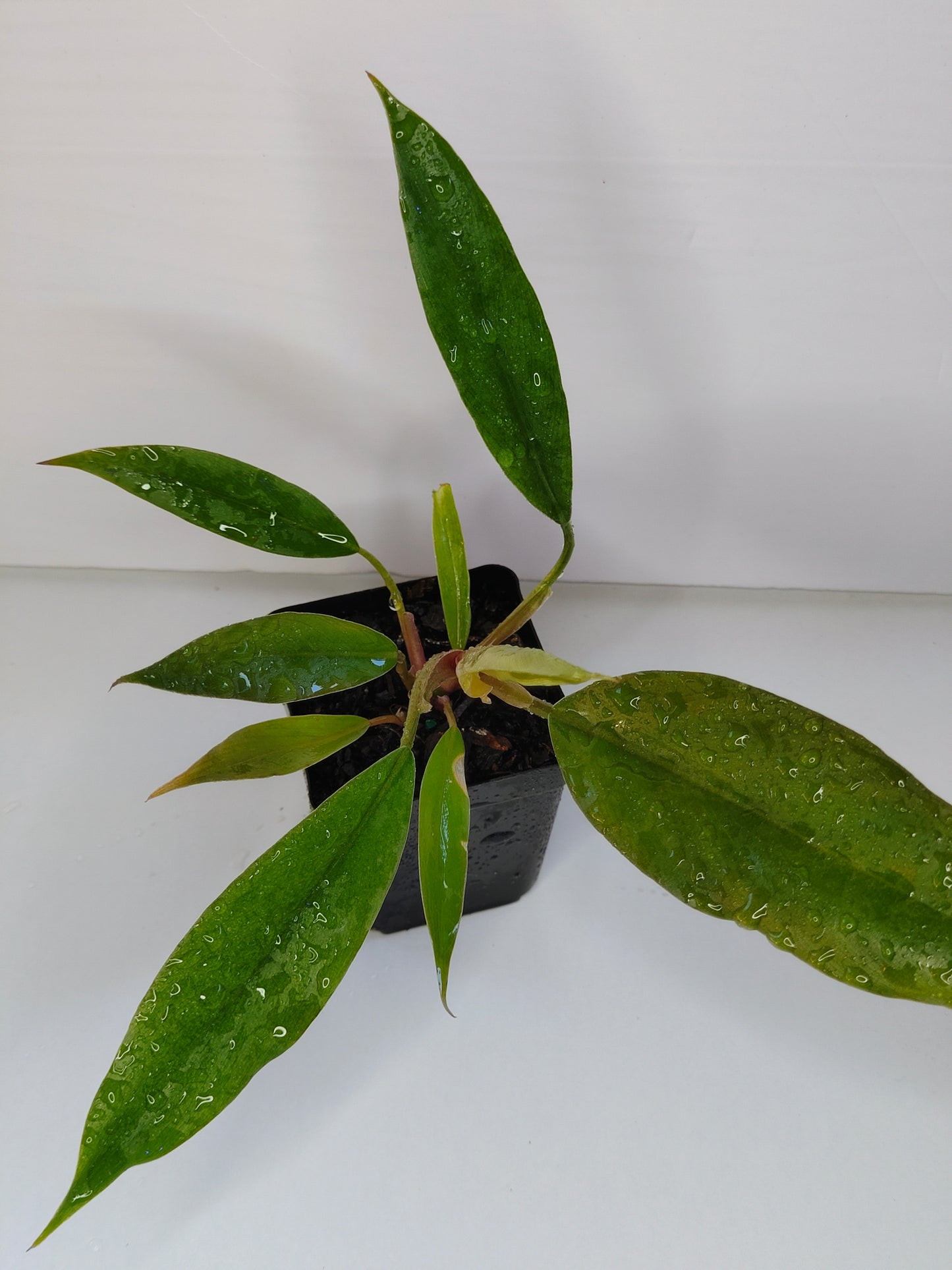 Philodendron Choco Empress