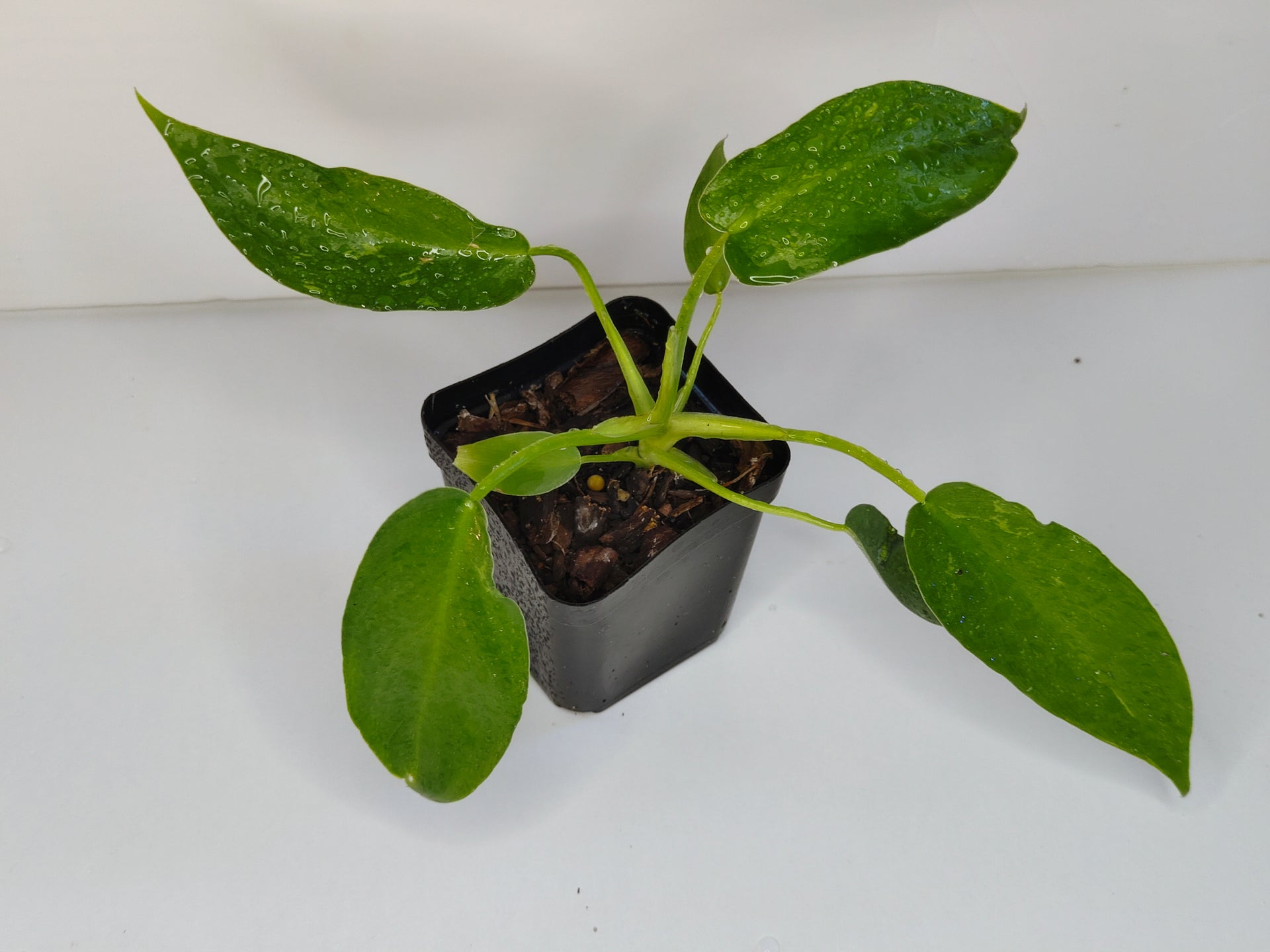 philodendron gargantuan Philodendron giganteum – Tropical Green Nursery