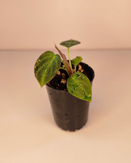 Philodendron verrucosum