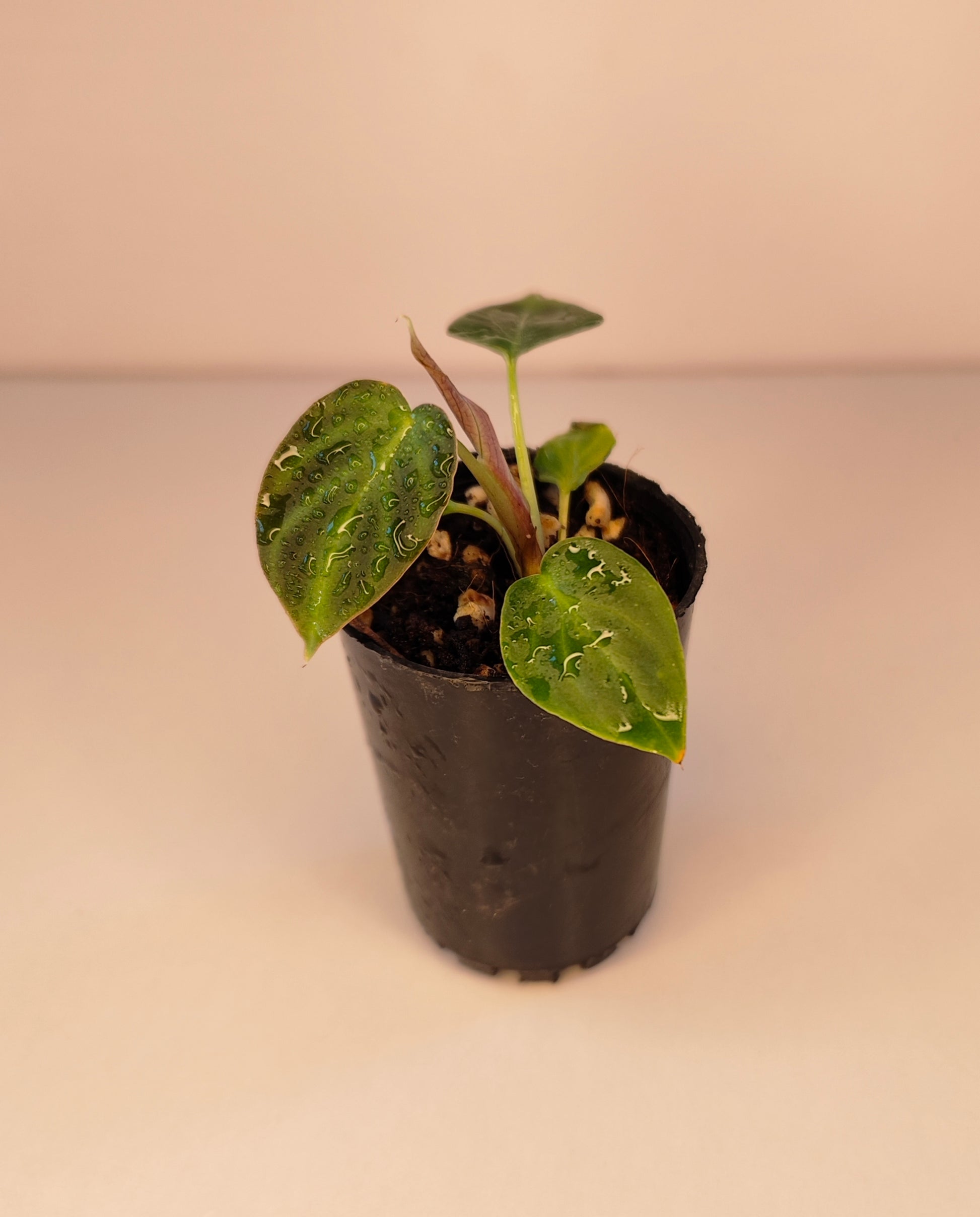 philodendron verrucosum for sale australia Philodendron verrucosum