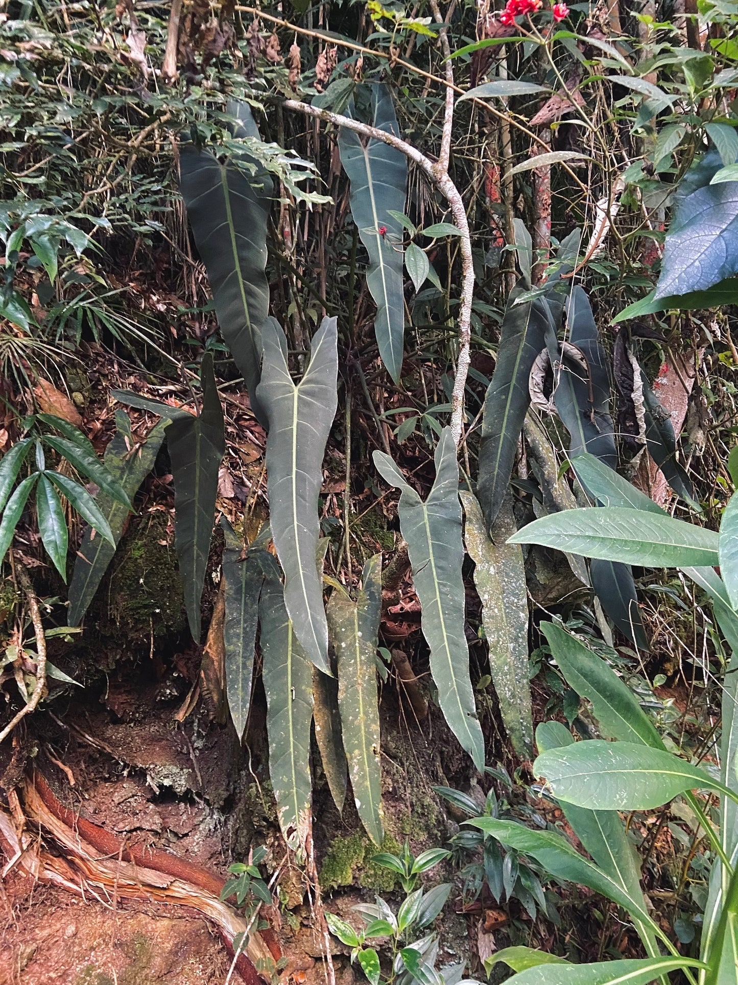 Philodendron spiritu sancti