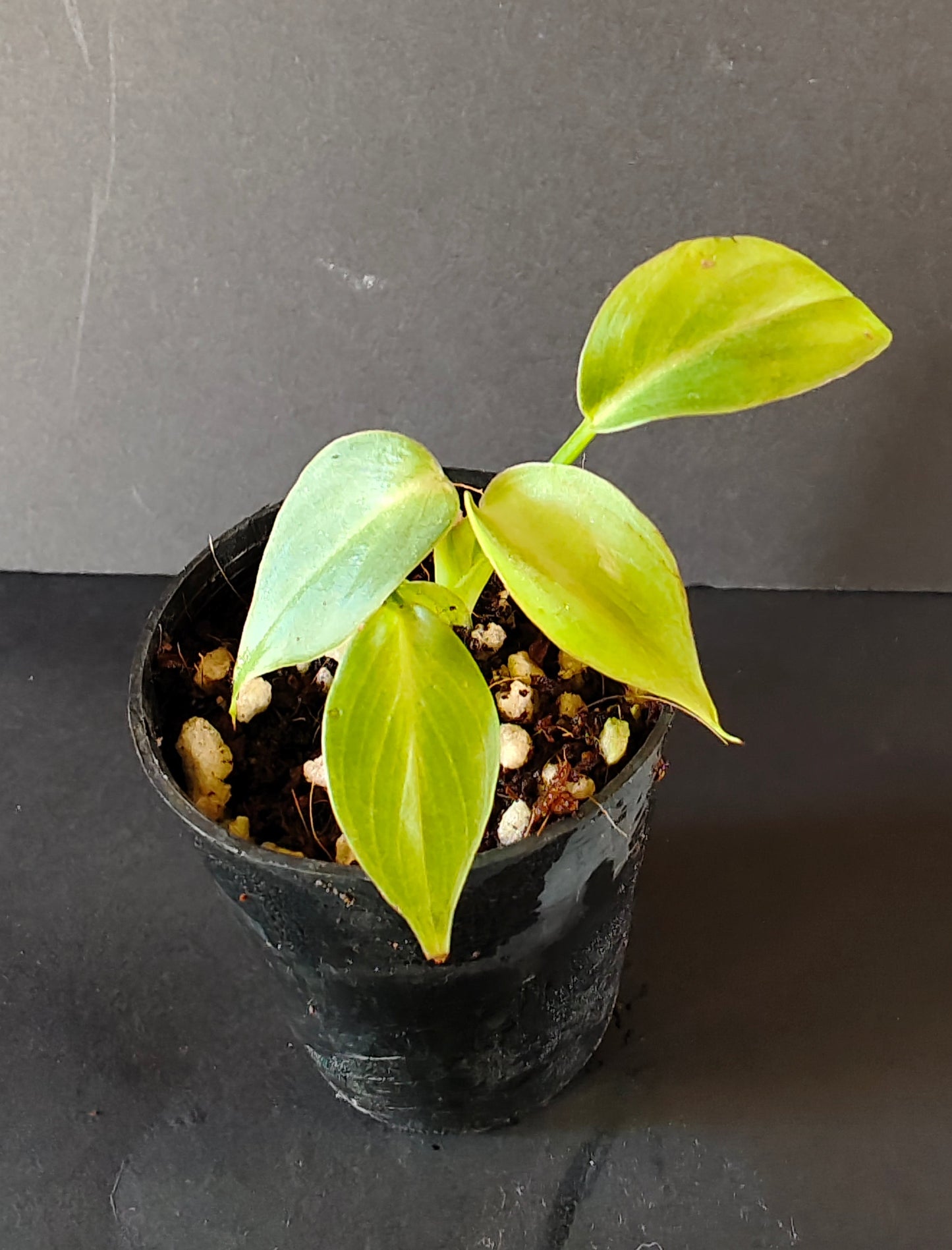 Philodendron Glorious