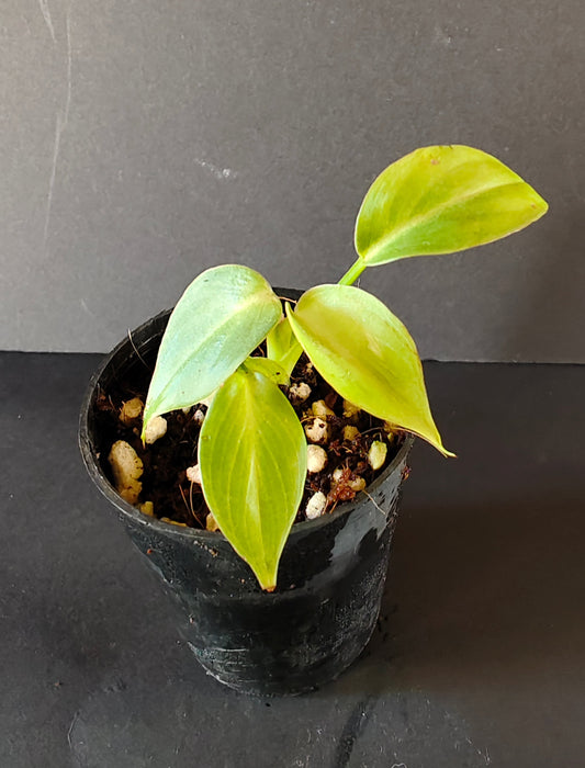 Philodendron Glorious