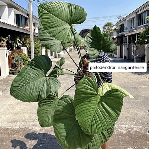 Philodendron Nangaritense