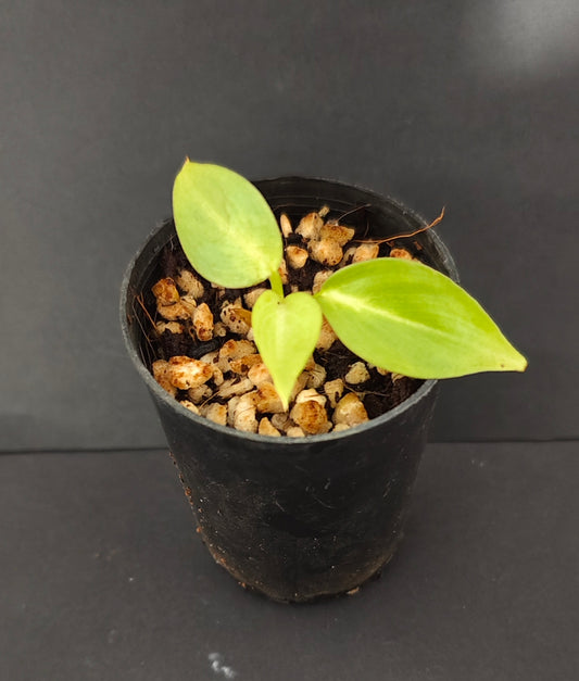 Philodendron Glorious