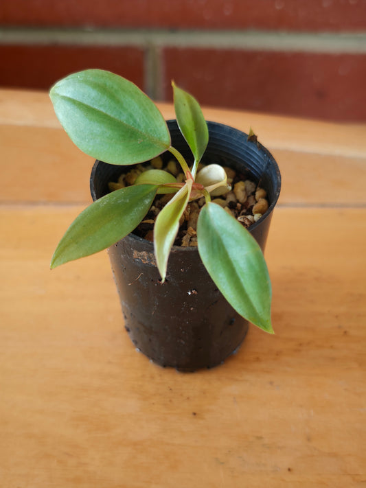 Philodendron sp. Colombia