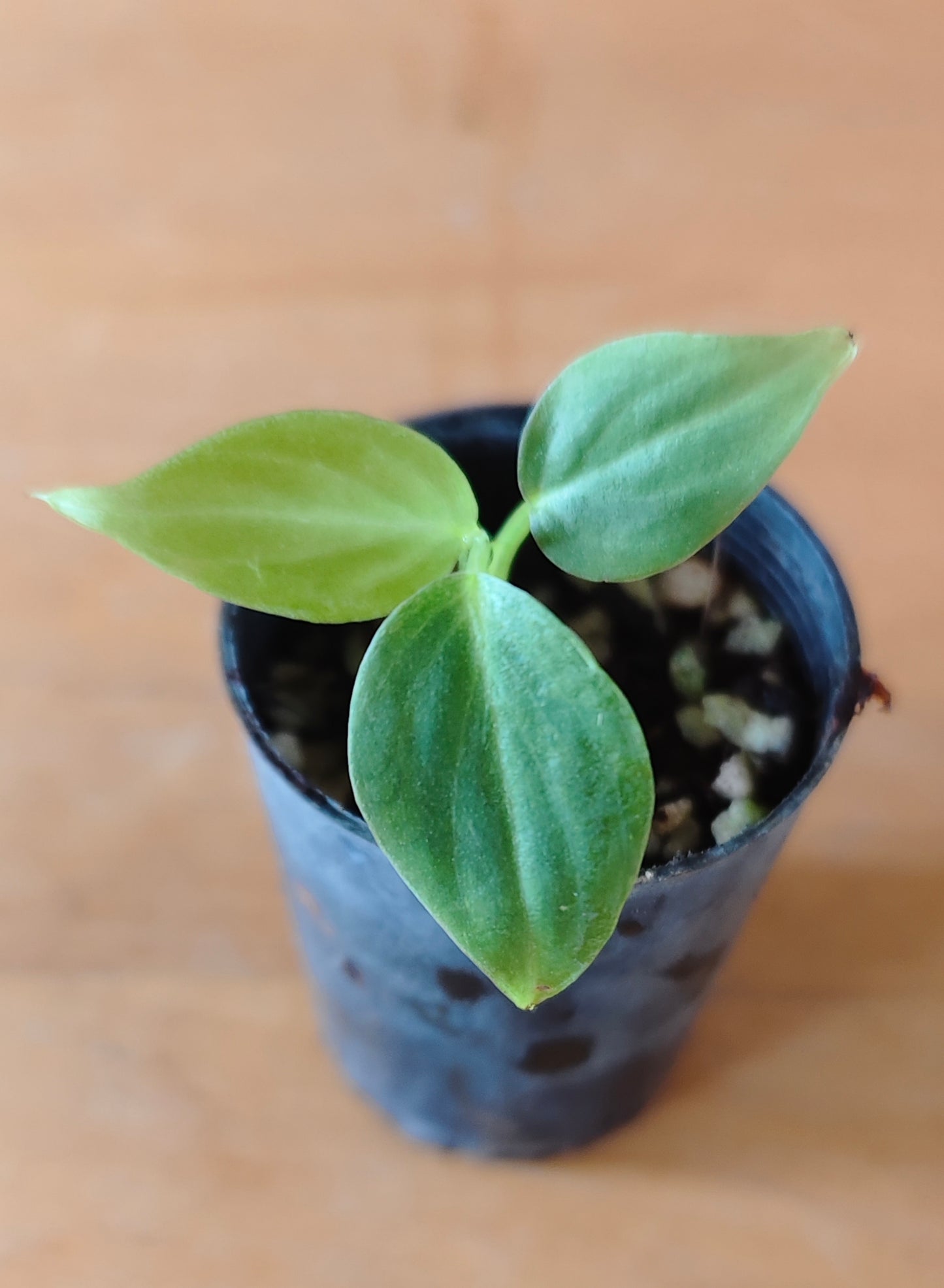Philodendron splendid