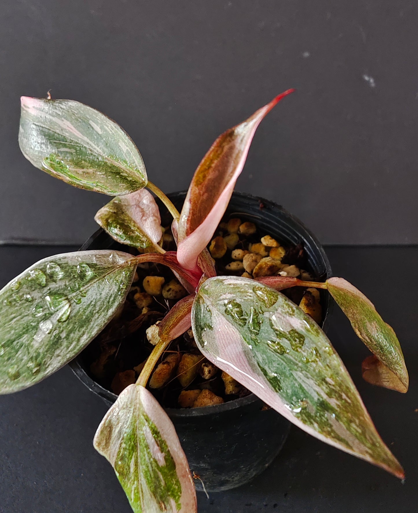 Philodendron Pink Princess ‘Galaxy
