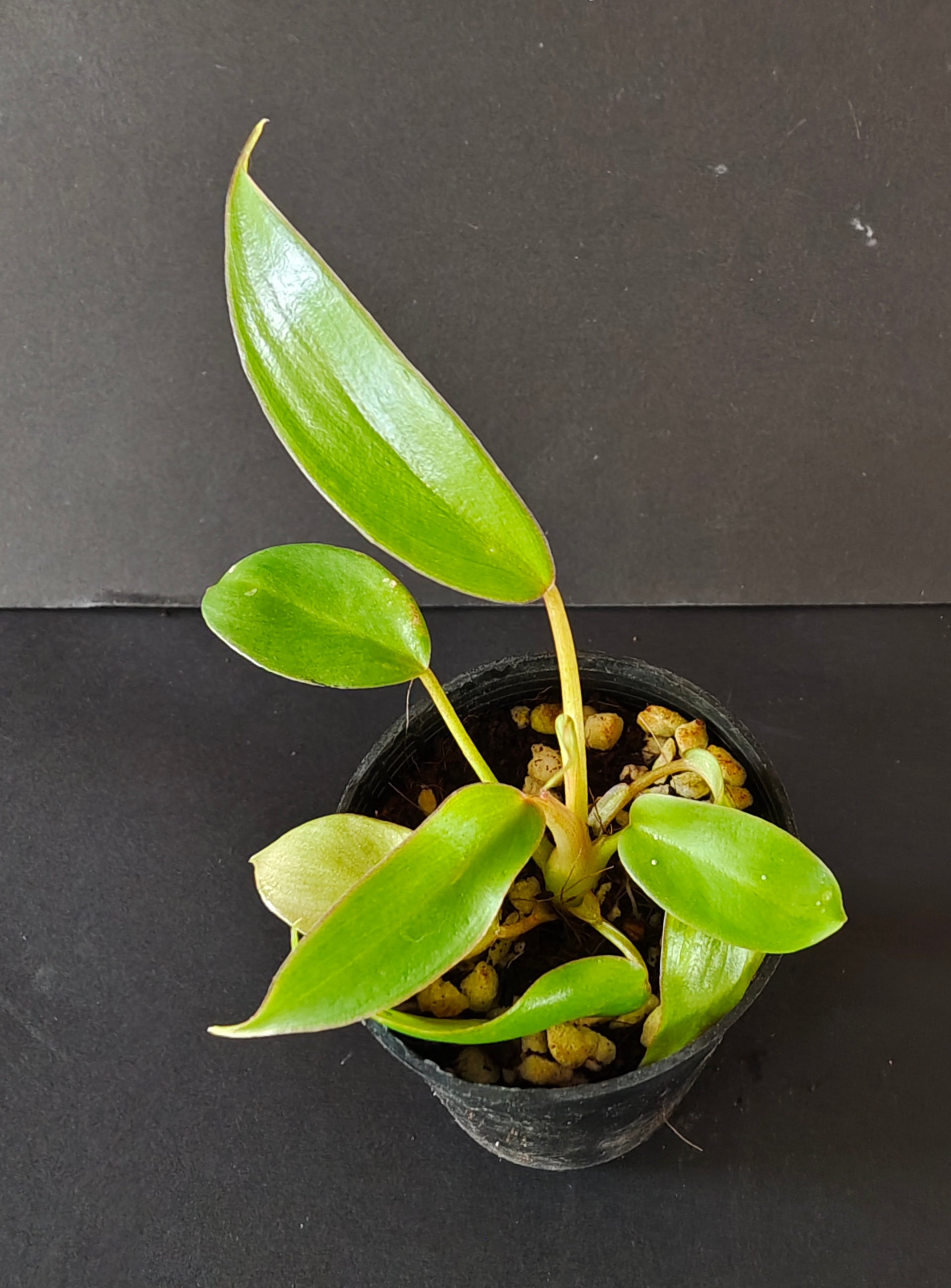 tahiti philodendron Philodendron Mayoi 'Tahiti – Tropical Green Nursery